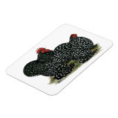 Cochin Mottled kippen Magneet (Linkerzijde)