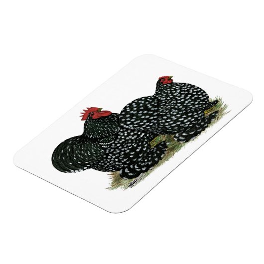 Cochin Mottled kippen Magneet (Linkerzijde)