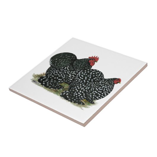 Cochin Mottled kippen Tegeltje (Zijkant)