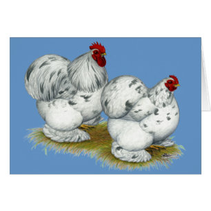 Cochin: Splash Bantams