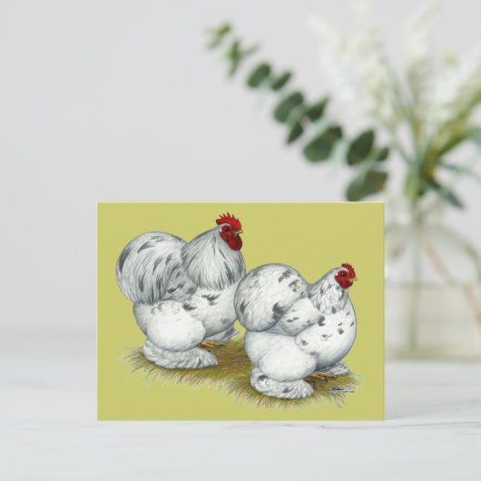 Cochin: Splash Bantams Briefkaart (Staand voorkant)