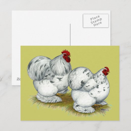 Cochin: Splash Bantams Briefkaart (Voorkant / Achterkant)