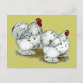 Cochin: Splash Bantams Briefkaart (Voorkant)