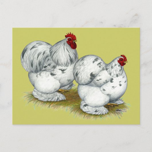 Cochin: Splash Bantams Briefkaart (Voorkant)