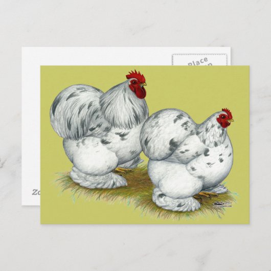 Cochin:  Splash Bantams Briefkaart (Voorkant / Achterkant)