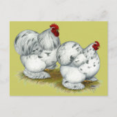 Cochin:  Splash Bantams Briefkaart (Voorkant)