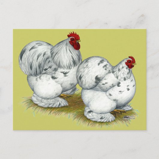 Cochin:  Splash Bantams Briefkaart (Voorkant)