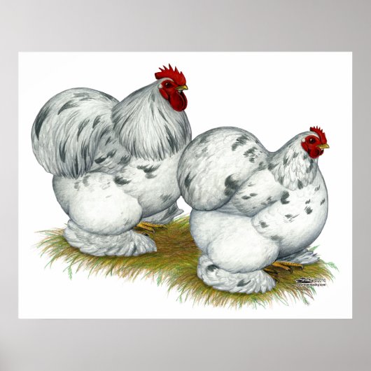 Cochin: Splash Bantams Poster (Voorkant)