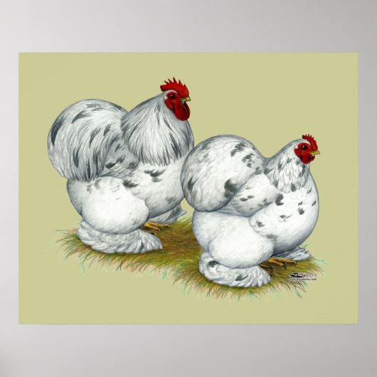 Cochin: Splash Bantams Poster (Voorkant)