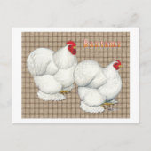 Cochin:  White Bantams Briefkaart (Voorkant)