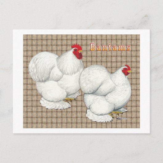 Cochin:  White Bantams Briefkaart (Voorkant)