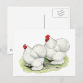 Cochin:  White Bantams Briefkaart (Voorkant / Achterkant)