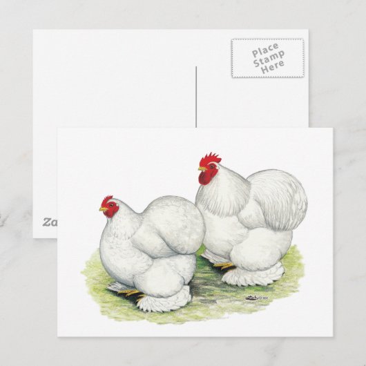 Cochin:  White Bantams Briefkaart (Voorkant / Achterkant)