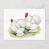 Cochin:  White Bantams Briefkaart (Voorkant)