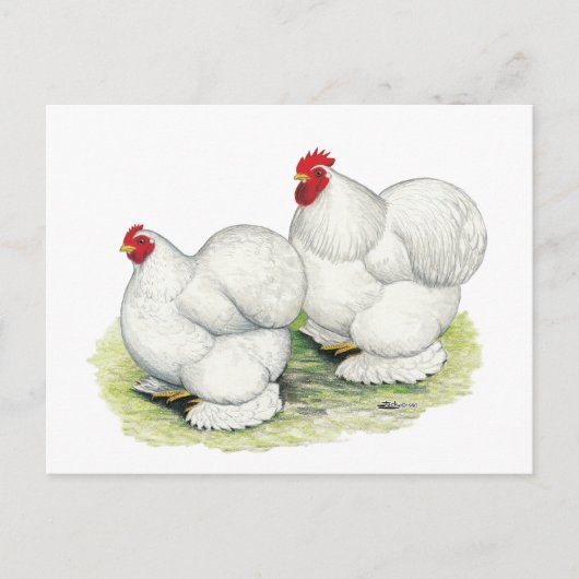Cochin:  White Bantams Briefkaart (Voorkant)