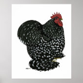 Cochin: Zwarte Mottle Poster (Voorkant)