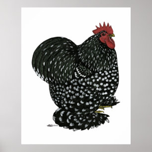 Cochin: Zwarte Mottle Poster