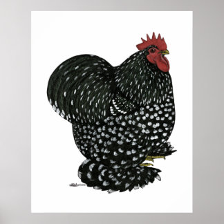Cochin: Zwarte Mottle Poster