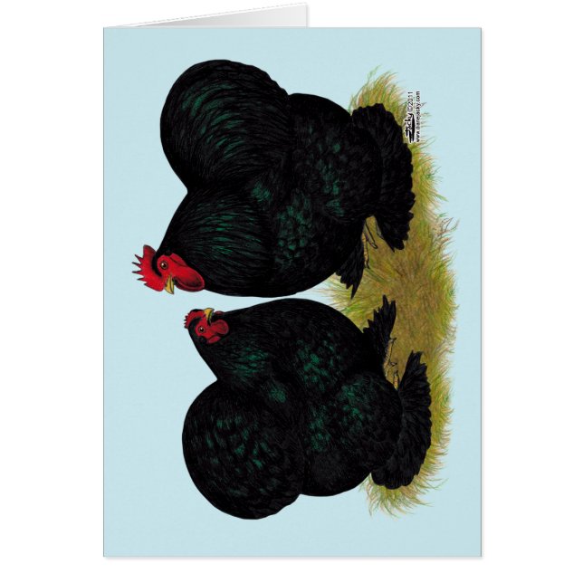 Cochins Black Bantam Pair (Voorkant)