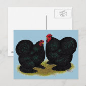 Cochins Black Bantam Pair Briefkaart (Voorkant / Achterkant)