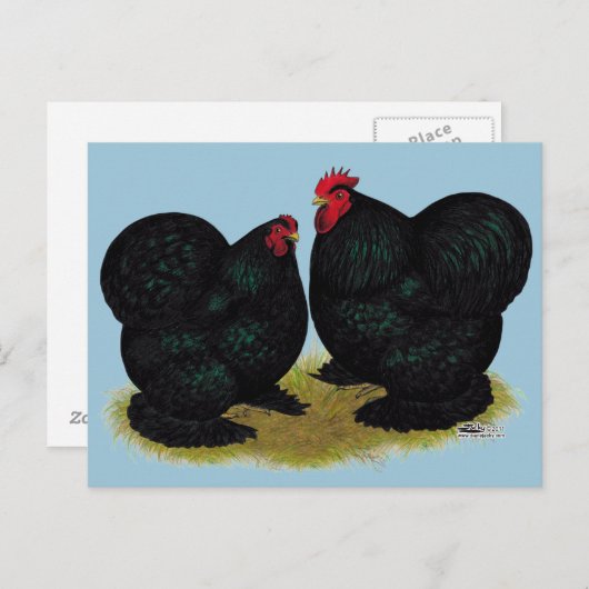 Cochins Black Bantam Pair Briefkaart (Voorkant / Achterkant)