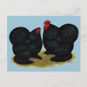 Cochins Black Bantam Pair Briefkaart (Voorkant)