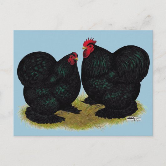 Cochins Black Bantam Pair Briefkaart (Voorkant)