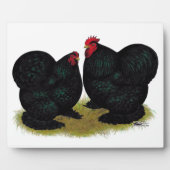 Cochins Black Bantam Pair Fotoplaat (Voorkant)