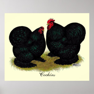 Cochins Black Bantam Pair Poster