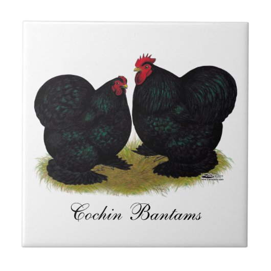 Cochins Black Bantam Pair Tegeltje (Voorkant)