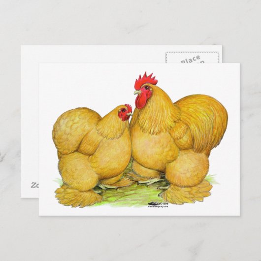 Cochins Buff Pair Briefkaart (Voorkant / Achterkant)