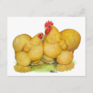 Cochins Buff Pair Briefkaart