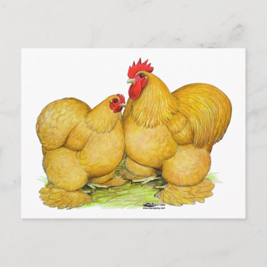 Cochins Buff Pair Briefkaart (Voorkant)