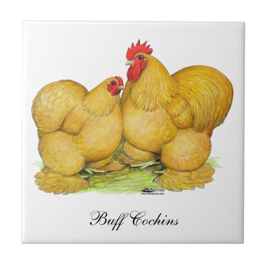 Cochins Buff Pair Tegeltje (Voorkant)