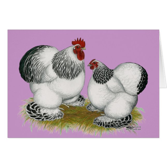 Cochins: Columbiaanse balken (Voorkant Horizontaal)