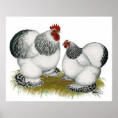 Cochins: Columbiaanse balken Poster (Voorkant)