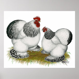 Cochins: Columbiaanse balken Poster