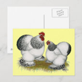 Cochins:  Columbiaanse bantams Briefkaart (Voorkant / Achterkant)
