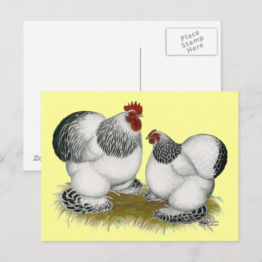 Cochins:  Columbiaanse bantams Briefkaart (Voorkant / Achterkant)