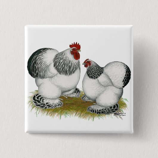 Cochins:  Columbiaanse bantams Vierkante Button 5,1 Cm (Voorkant)
