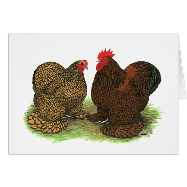 Cochins: Golden-laced (Voorkant Horizontaal)