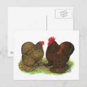 Cochins: Golden-laced Briefkaart (Voorkant / Achterkant)