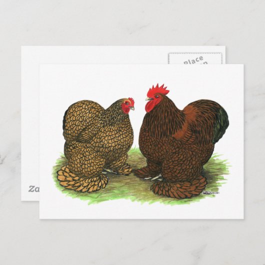 Cochins: Golden-laced Briefkaart (Voorkant / Achterkant)