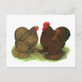 Cochins: Golden-laced Briefkaart (Voorkant)