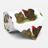 Cochins: Golden-laced Stropdas (Opgerold)