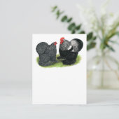 Cochins: zilverbesmeurd (Staand voorkant)