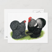 Cochins:  Zilverbesmeurd Briefkaart (Voorkant / Achterkant)