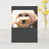 cockapoen kaart (Gele Bloem)