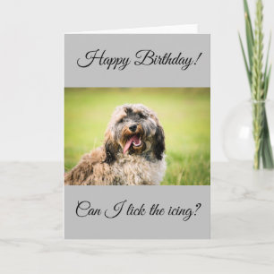 Cockapoo Birthday Card Kaart