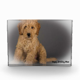 Cockapoo Dog. Fotoblokken